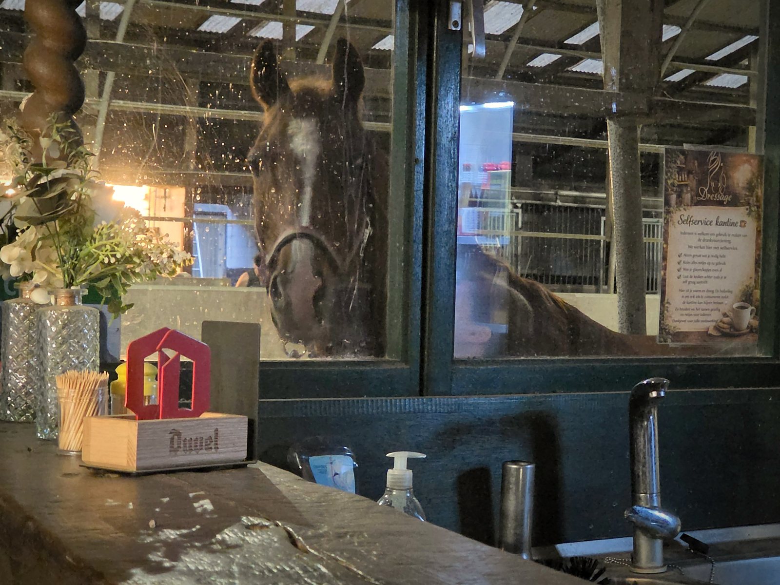 Een paard kijkt door het raam de Tallaert Bar binnen